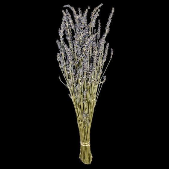 Dried Lavander
